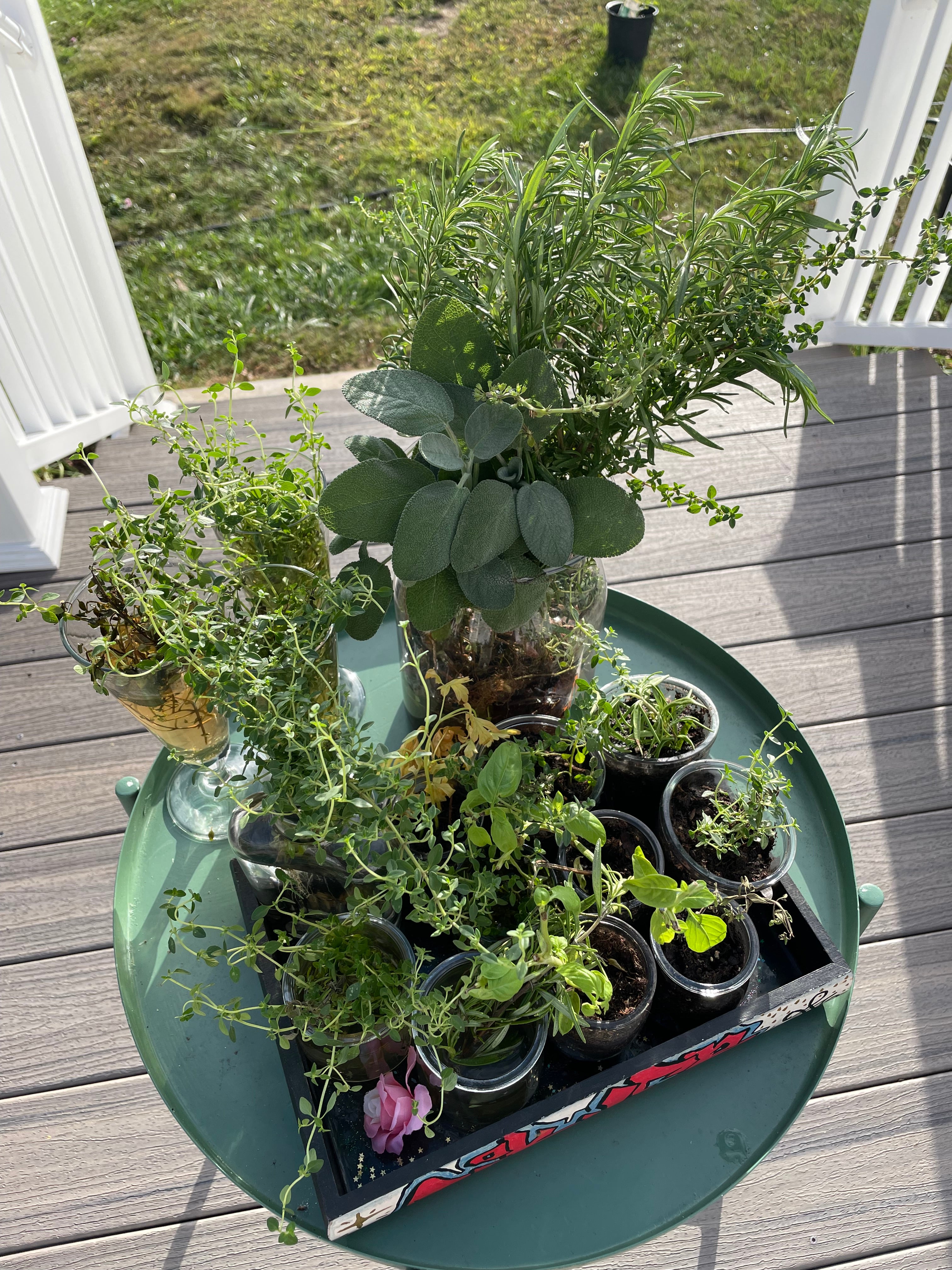 Homegrown Herbs in Upcycled Glass Vases - Ready-to-Root Living Plants